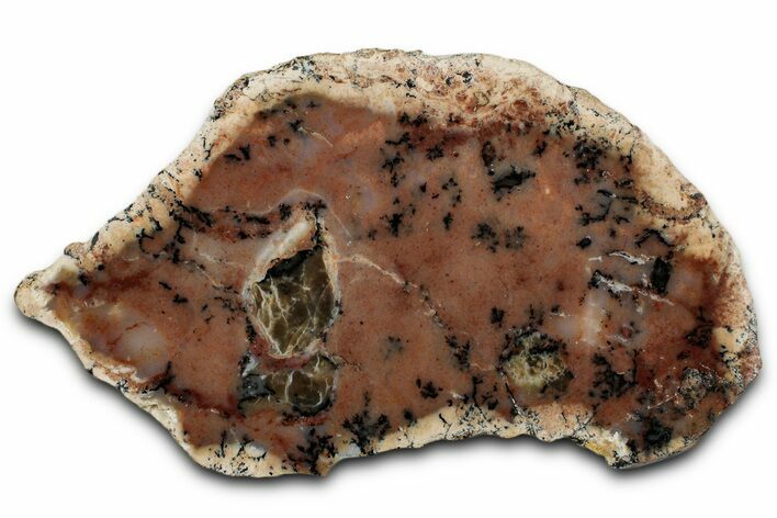 Polished Wanong Dendritic Opal Slab - Western Australia #353282